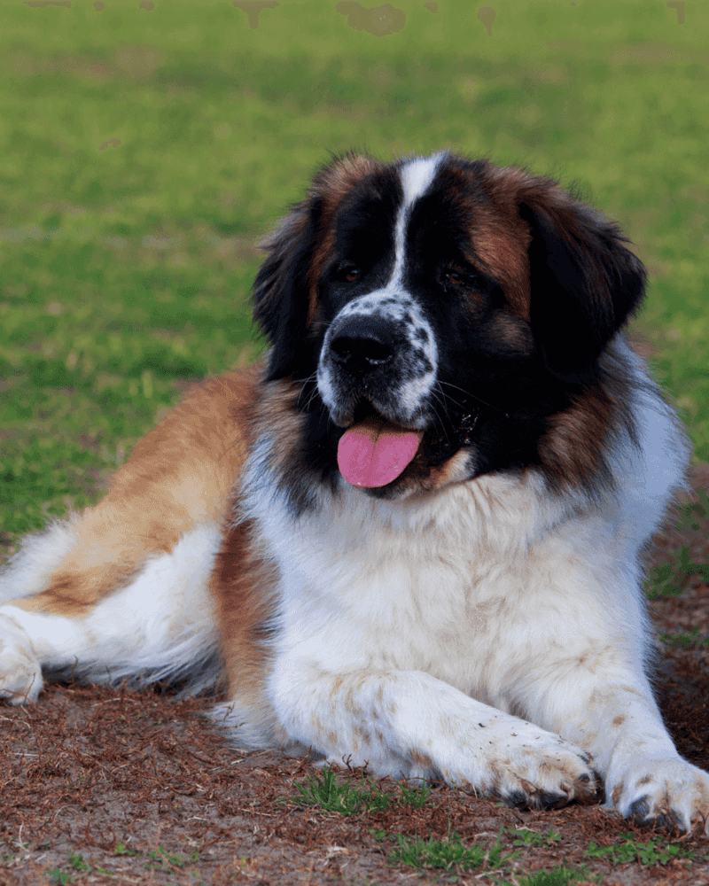 Saint Bernard