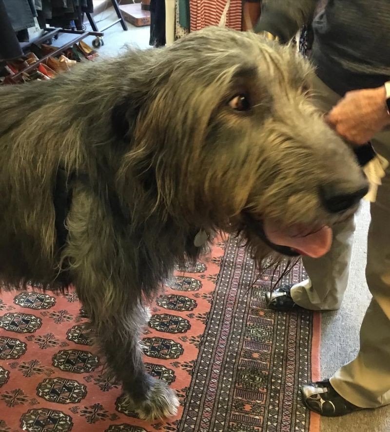 Irish Wolfhound