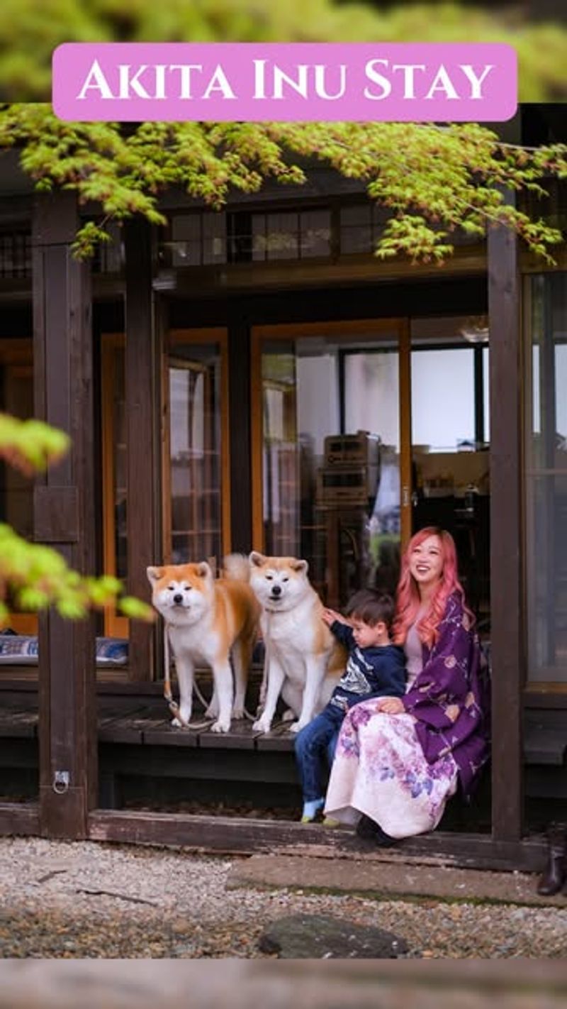 Akita Inu