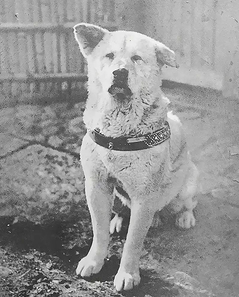 Akita Inu