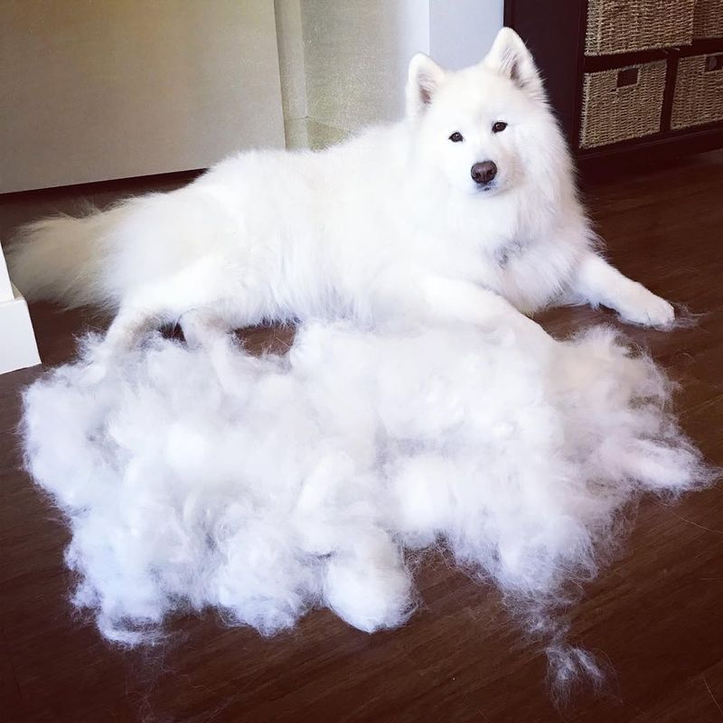 Samoyed