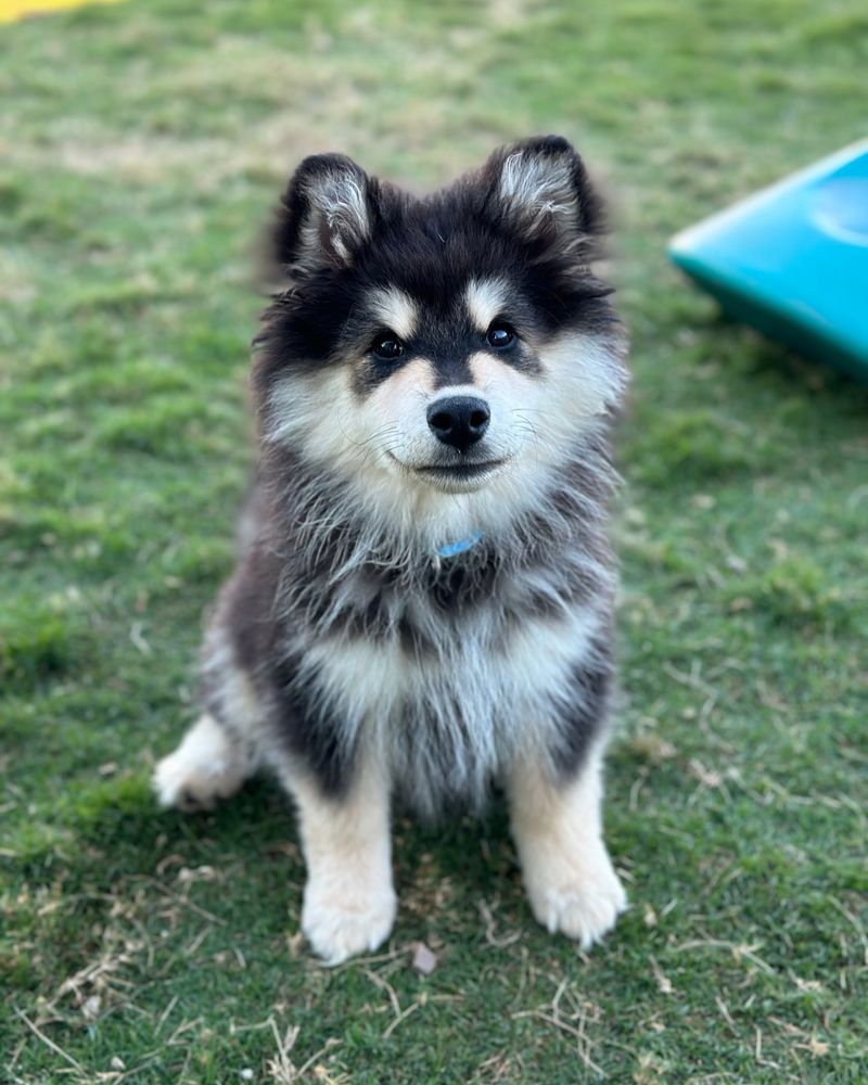 Finnish Lapphund