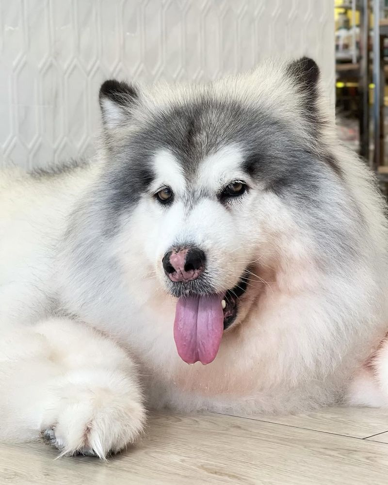 Alaskan Malamute