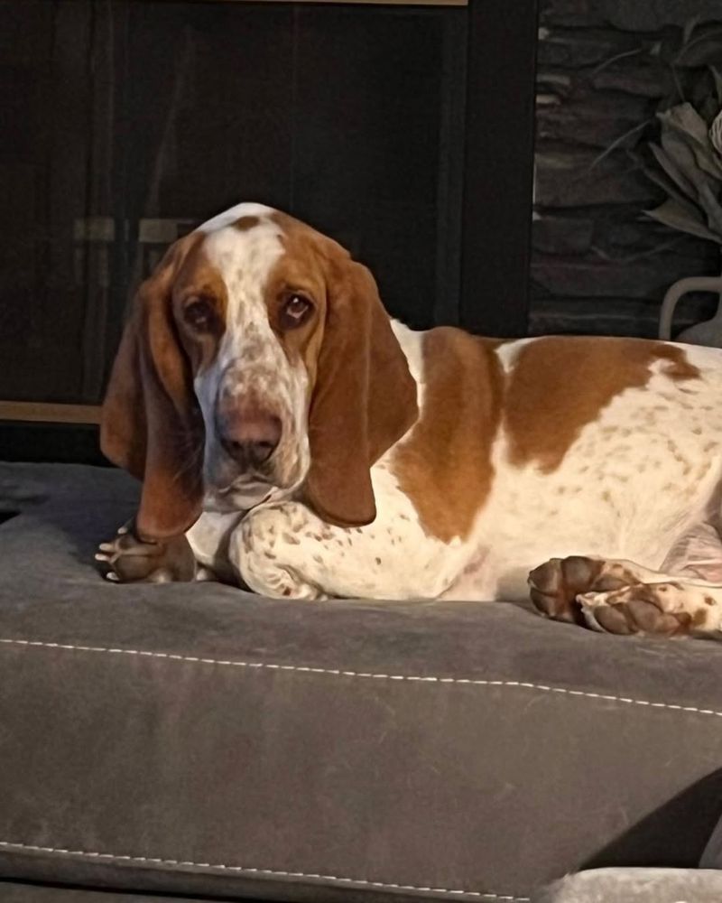 Basset Hound