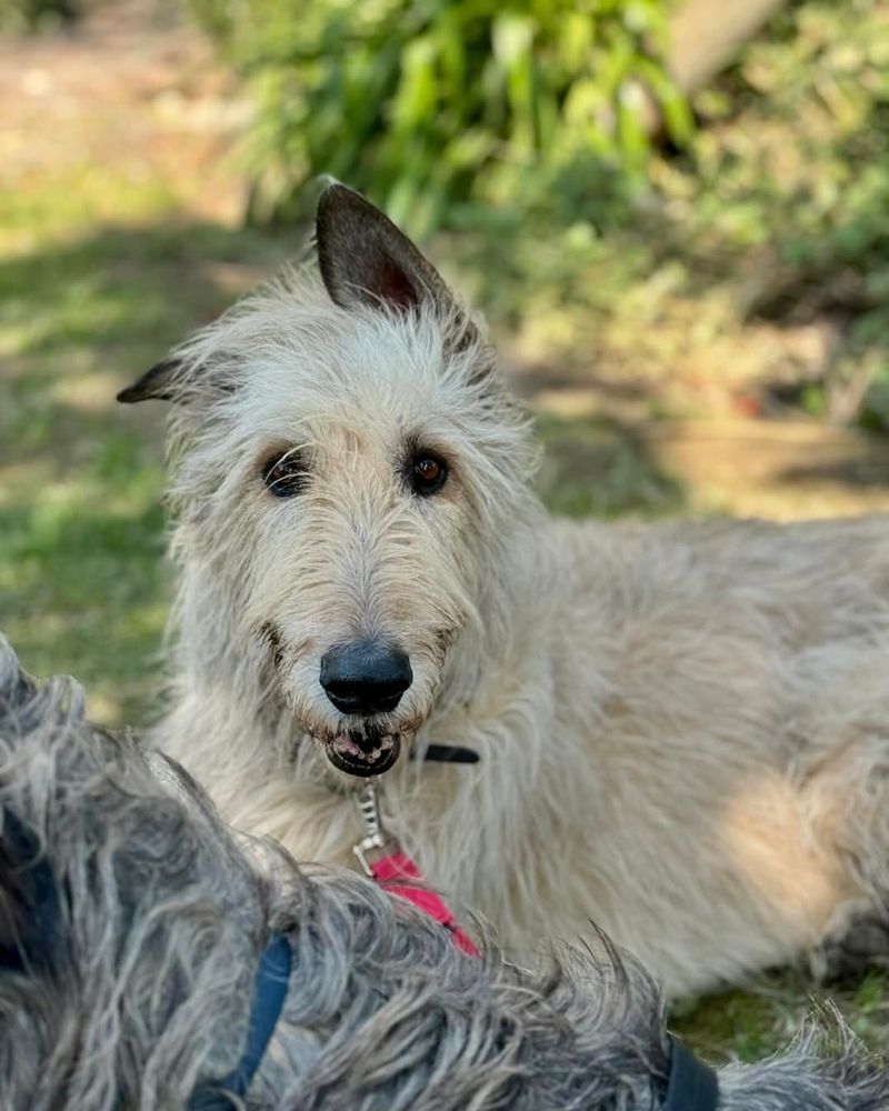 Irish Wolfhound