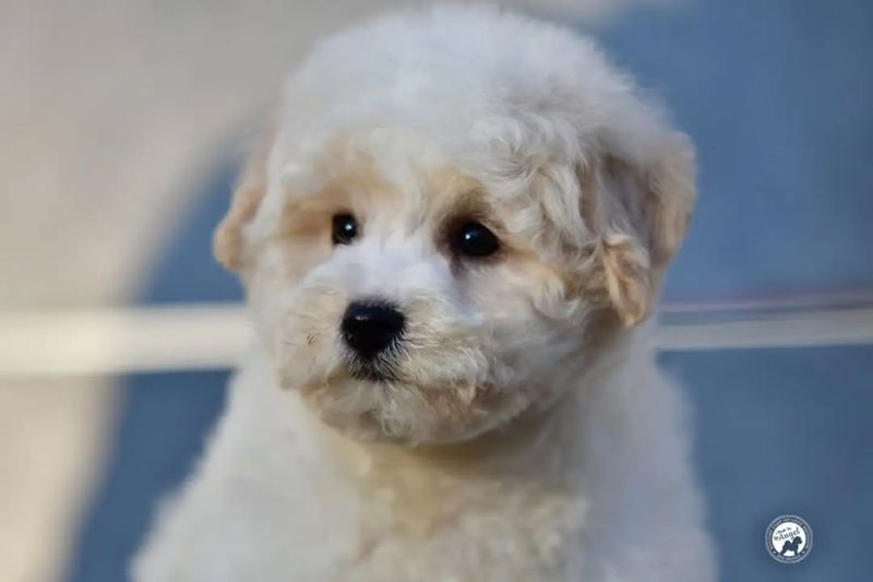 Bichon Frise