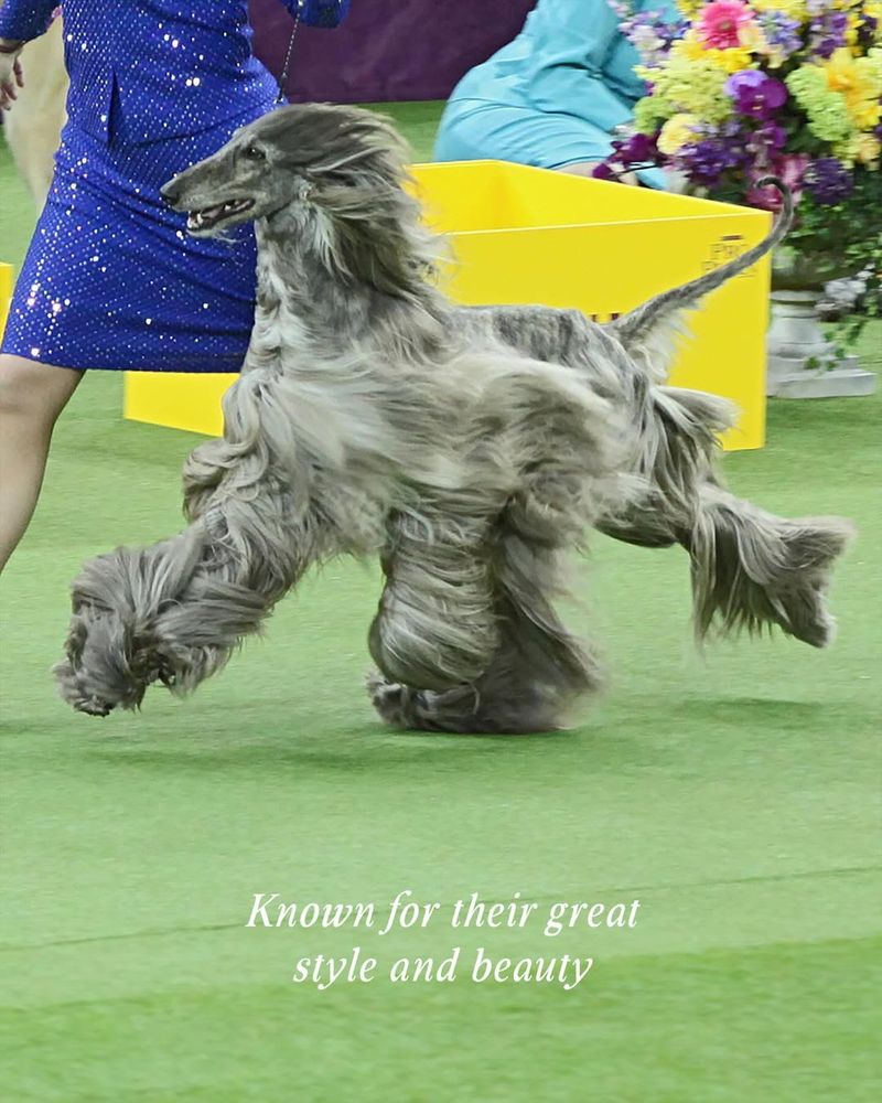 Afghan Hound