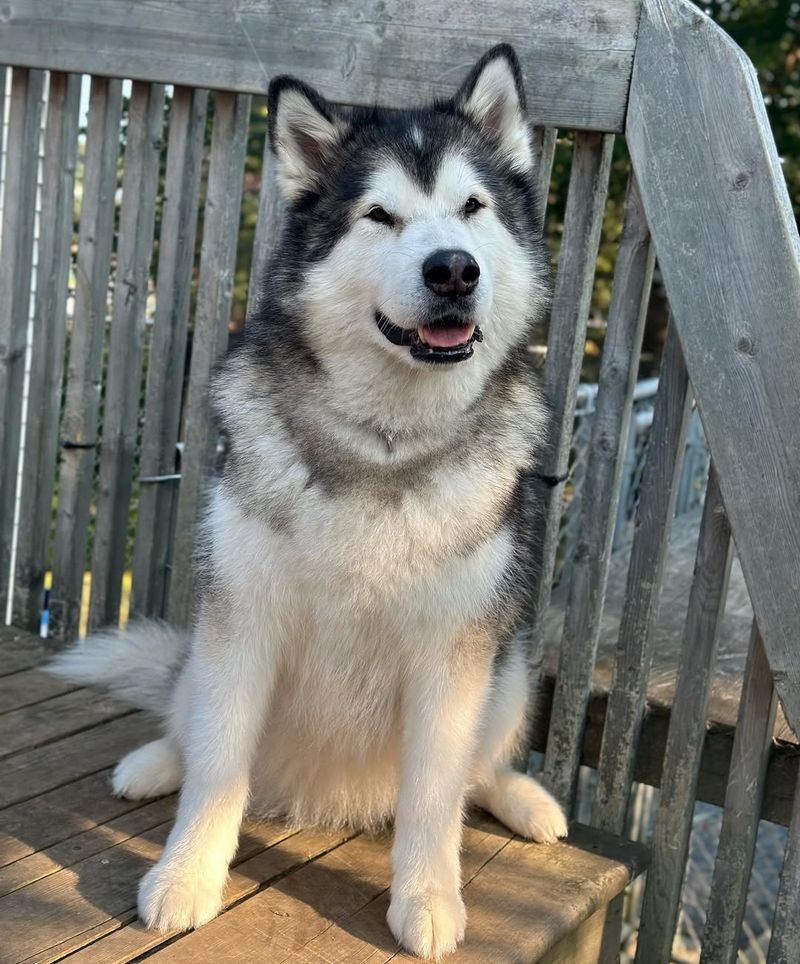 Alaskan Malamute