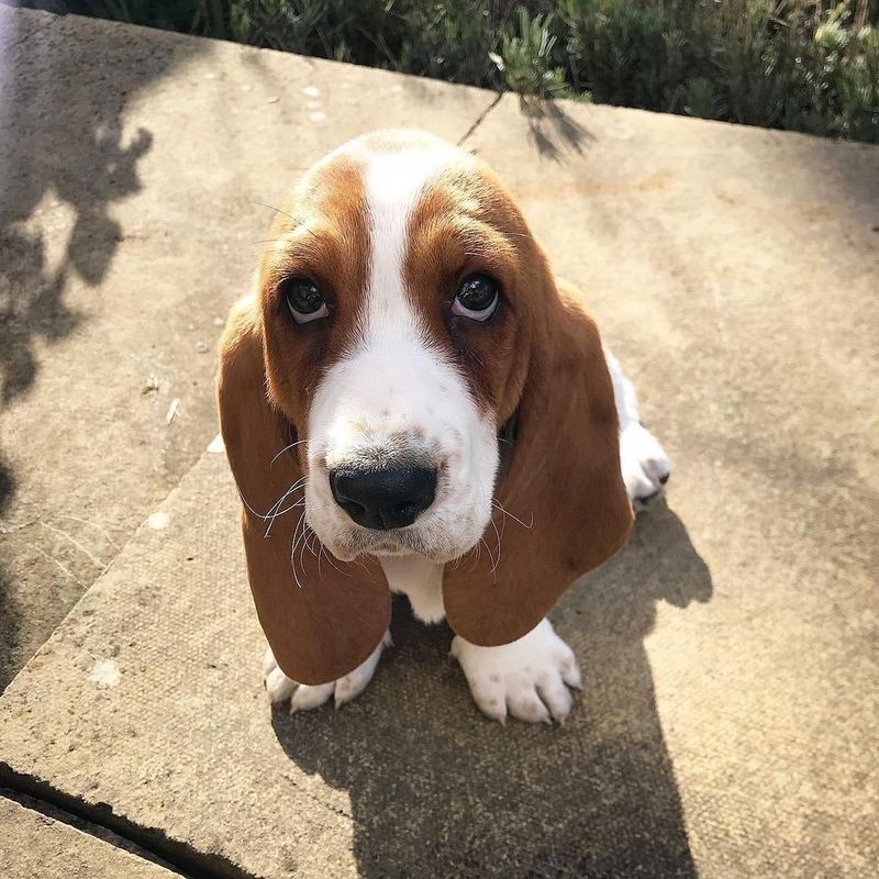 Basset Hound