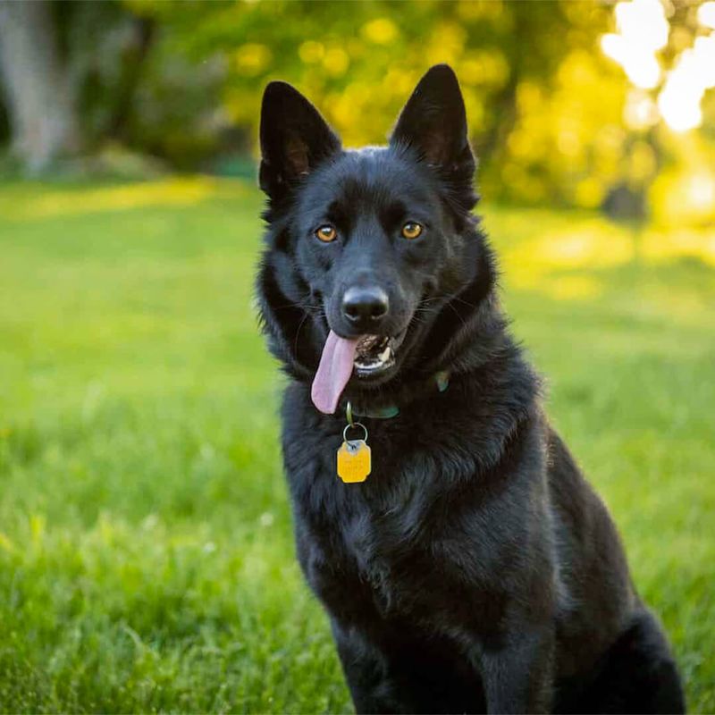 Norwegian Elkhound