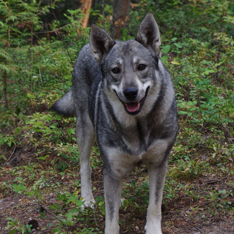 Norwegian Elkhound