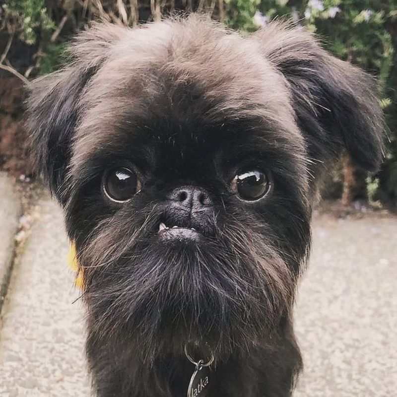 Brussels Griffon