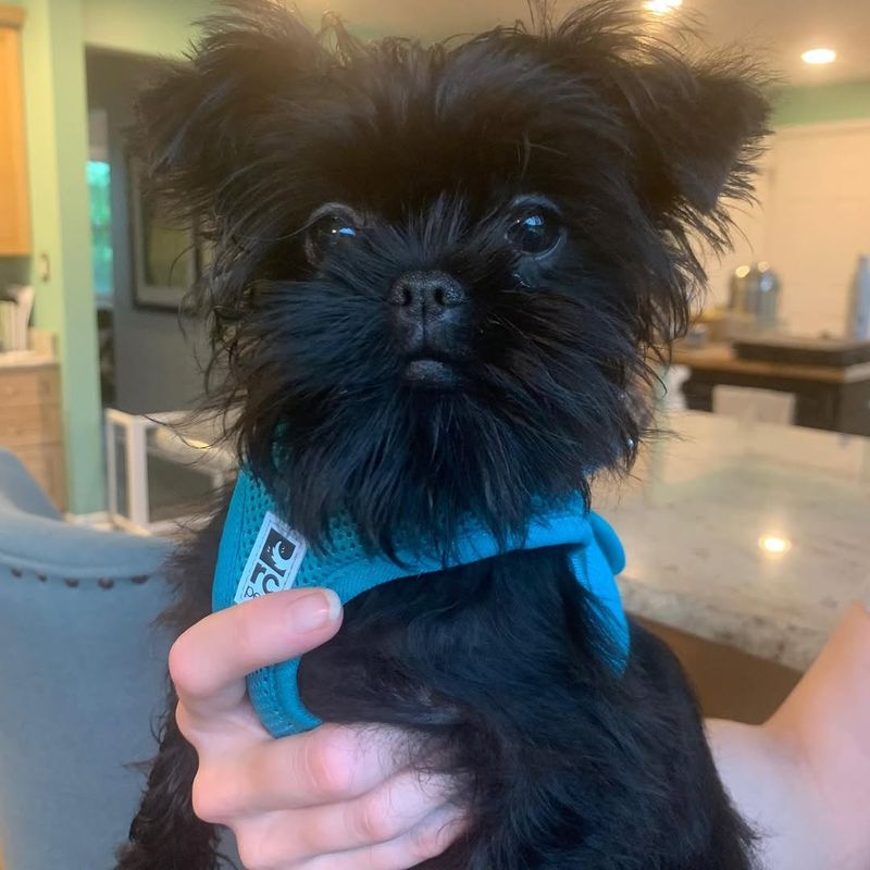 Affenpinscher