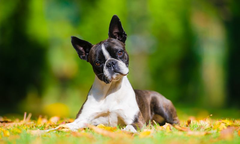 Boston Terrier