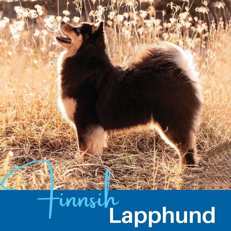 Finnish Lapphund