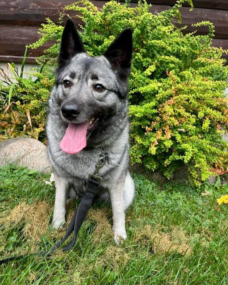 Norwegian Elkhound