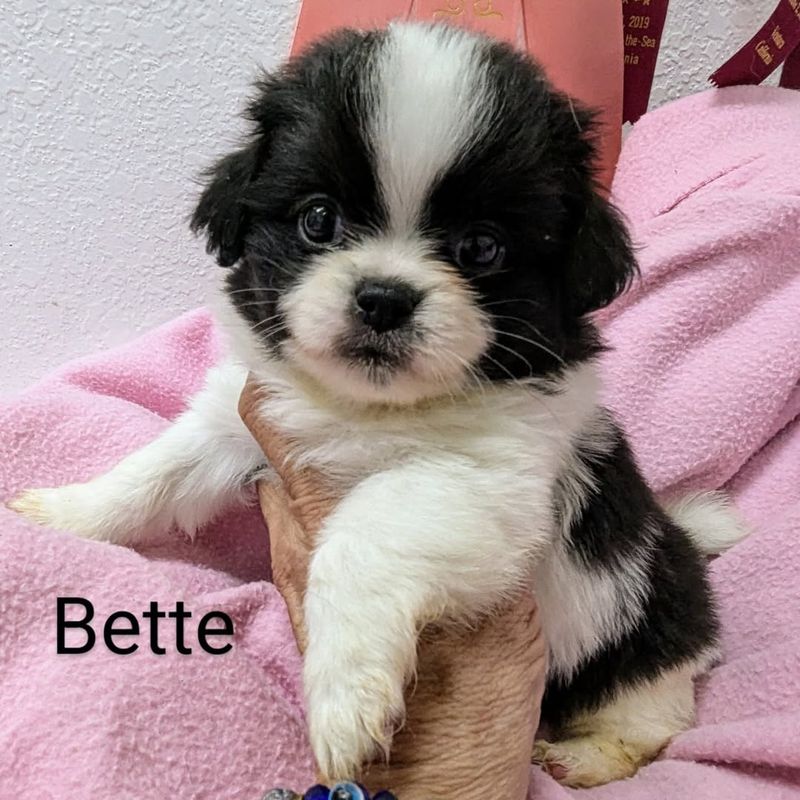 Japanese Chin