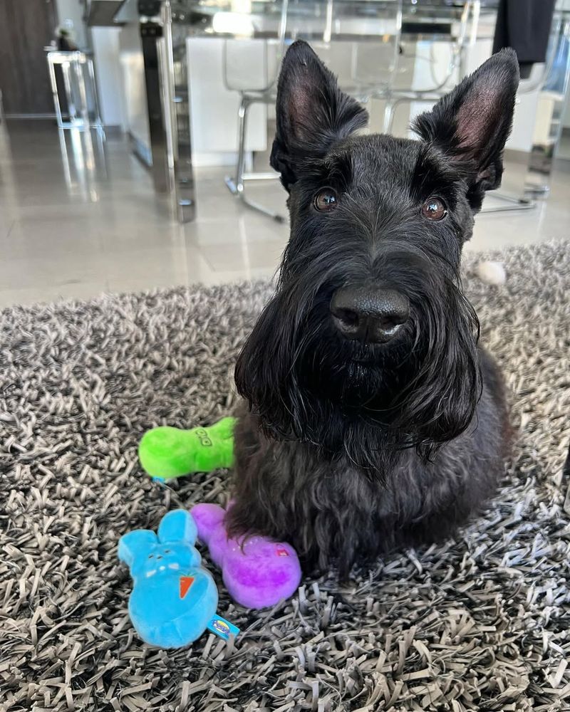 Scottish Terrier