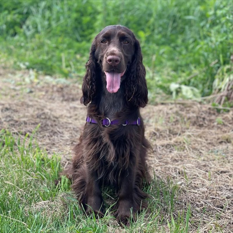 Field Spaniel