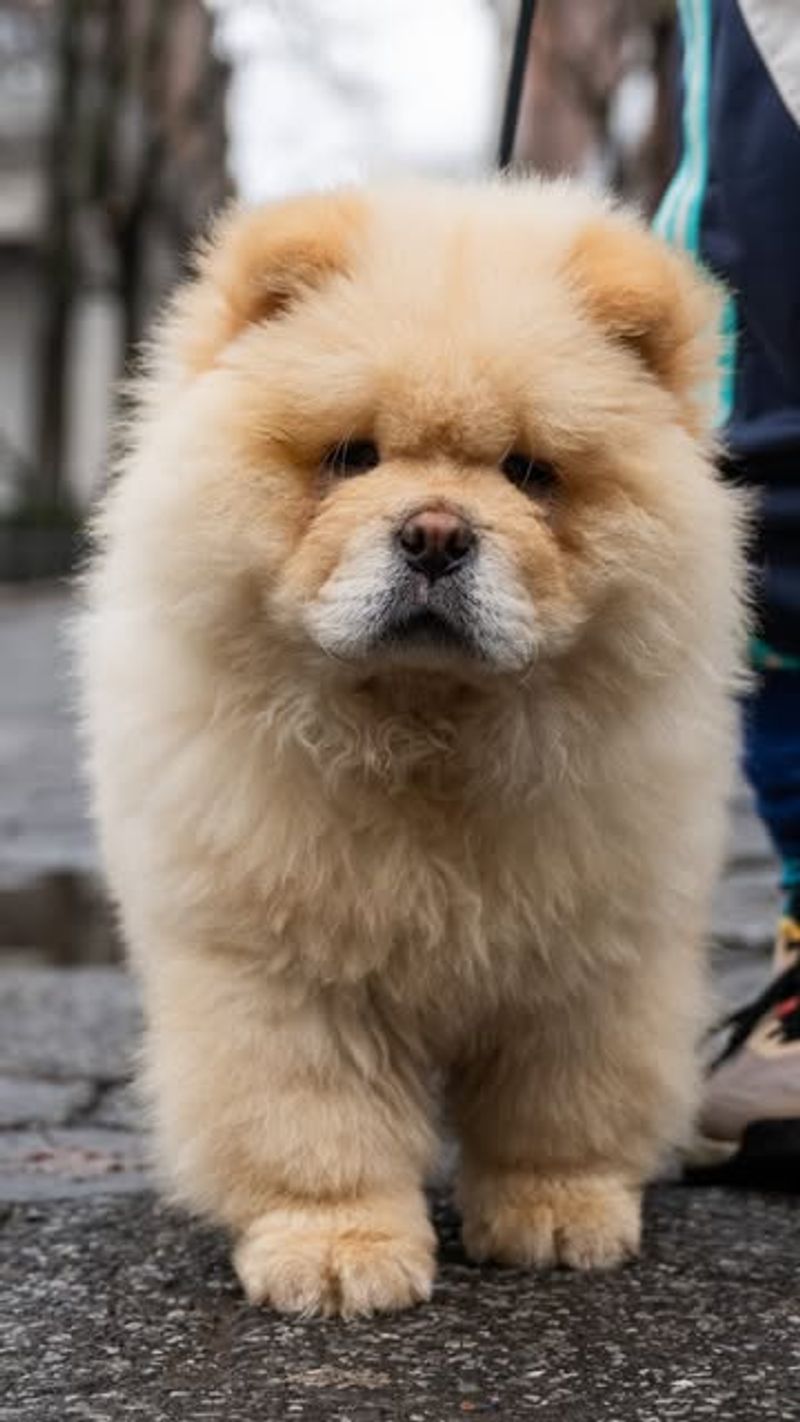 Chow Chow