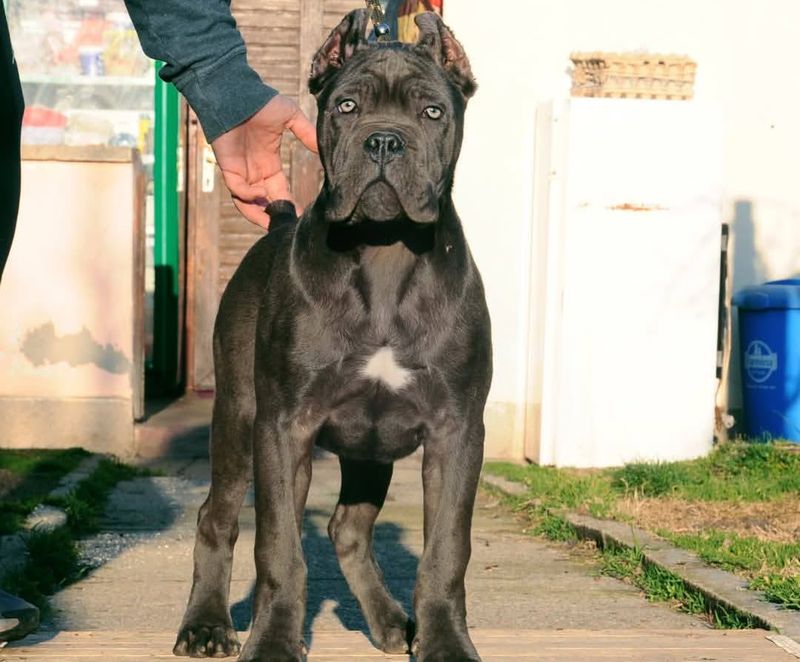 Cane Corso