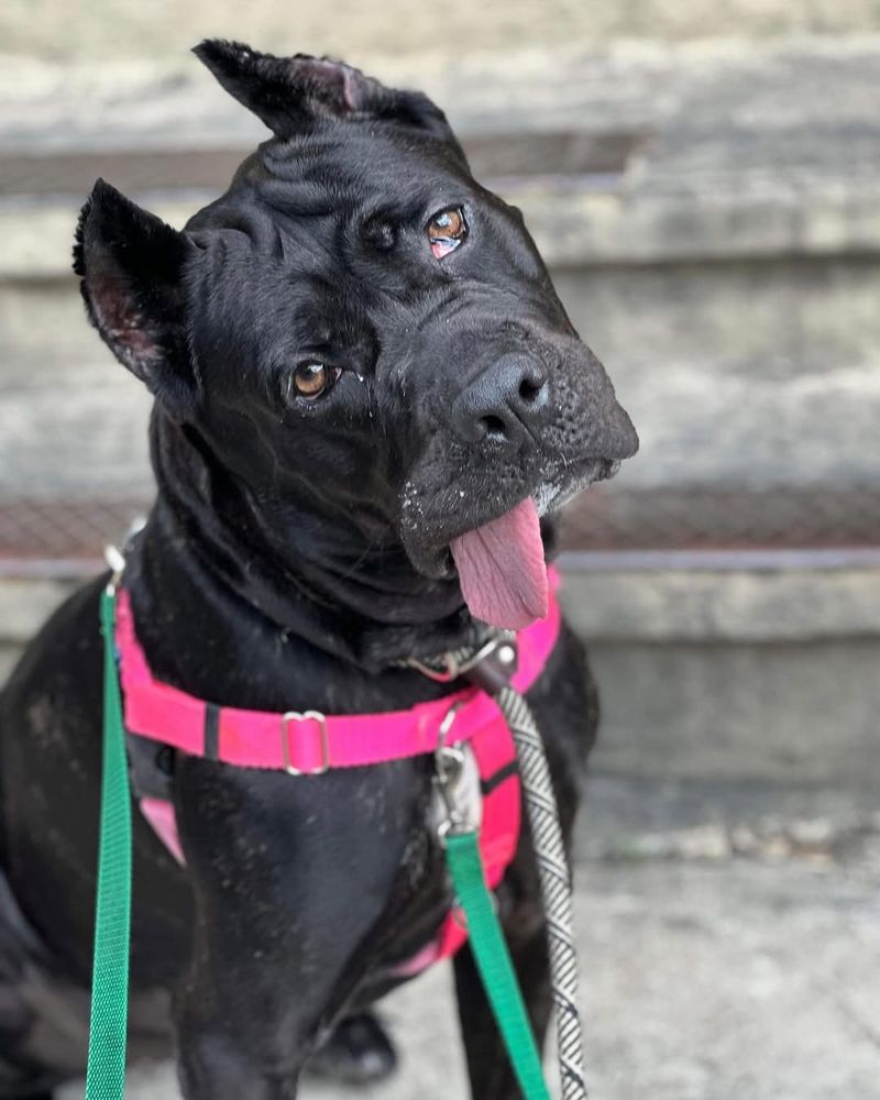 Cane Corso