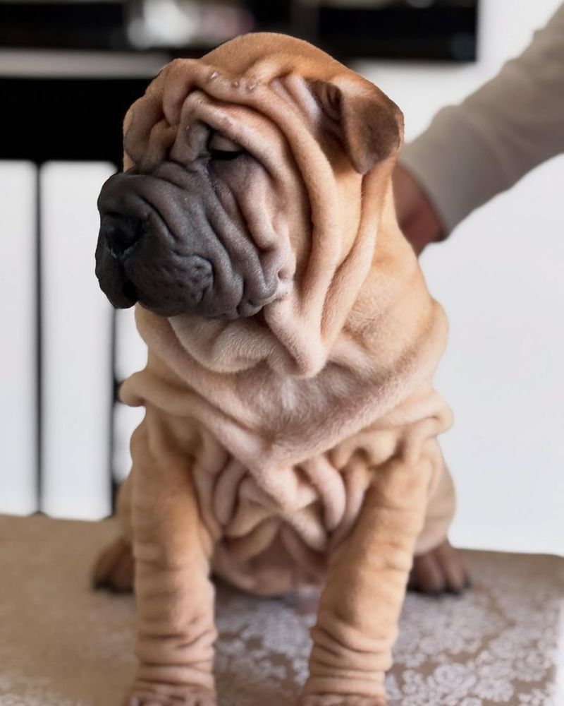 Shar Pei