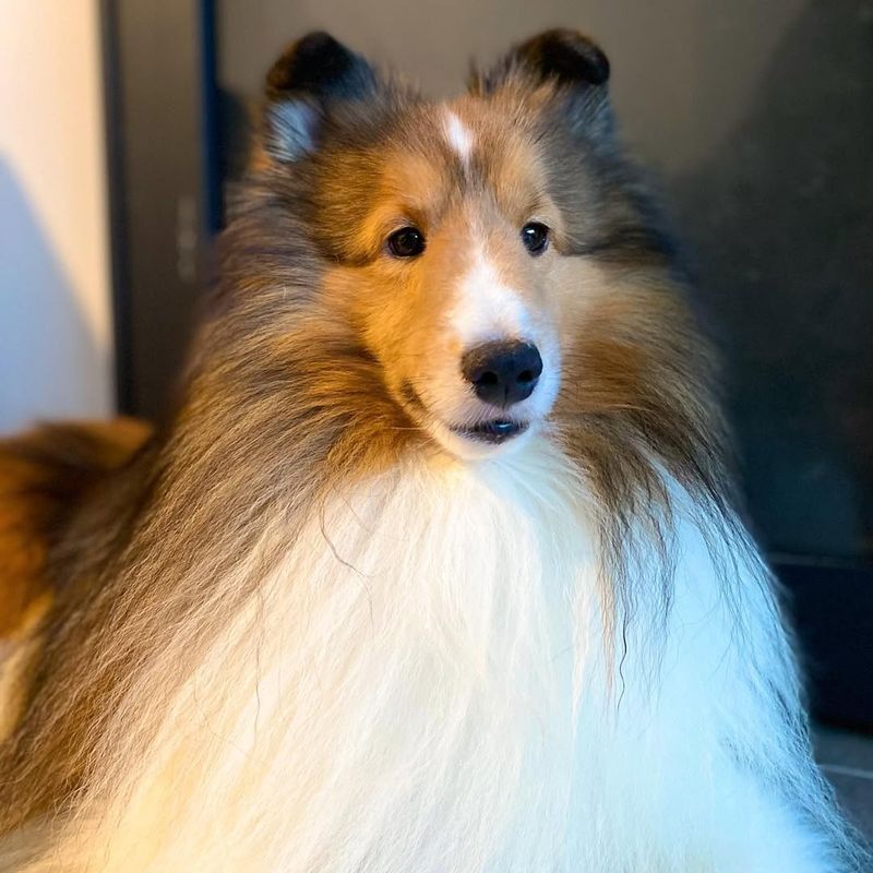 Shetland Sheepdog