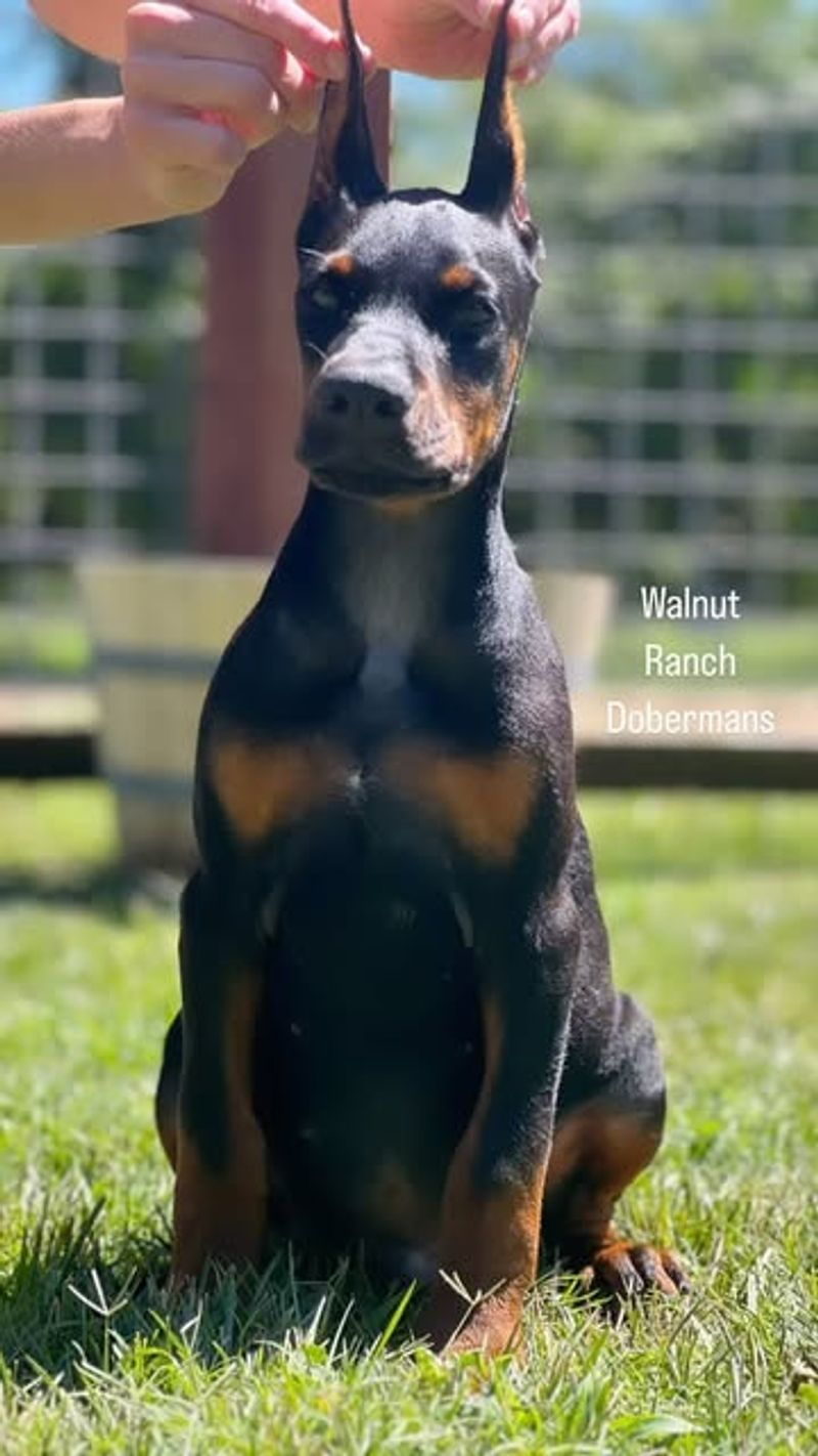 Doberman Pinscher