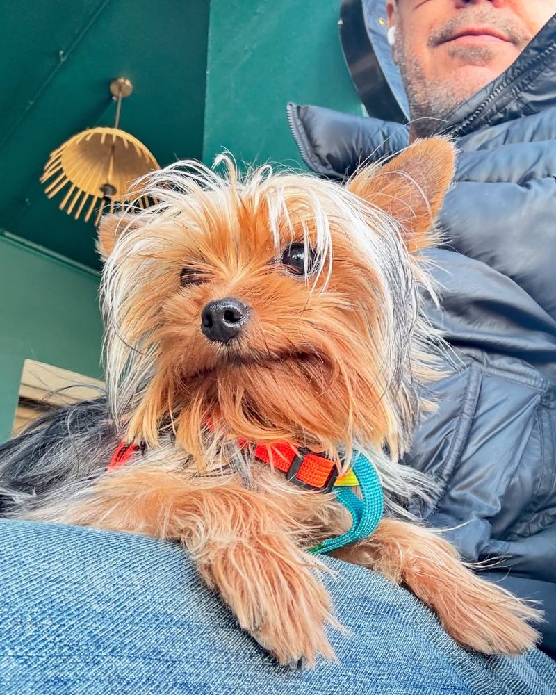 Yorkshire Terrier