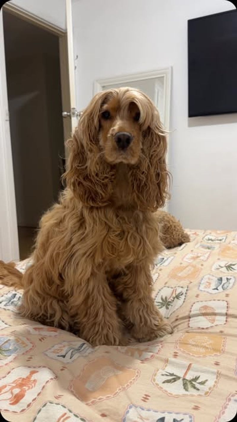 Cocker Spaniel