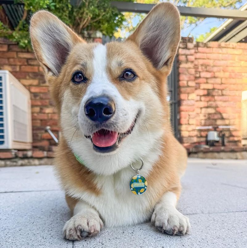 Pembroke Welsh Corgi