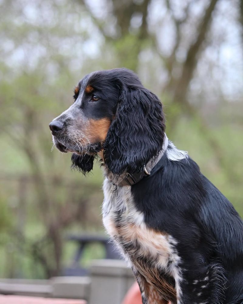 English Springer Spaniel