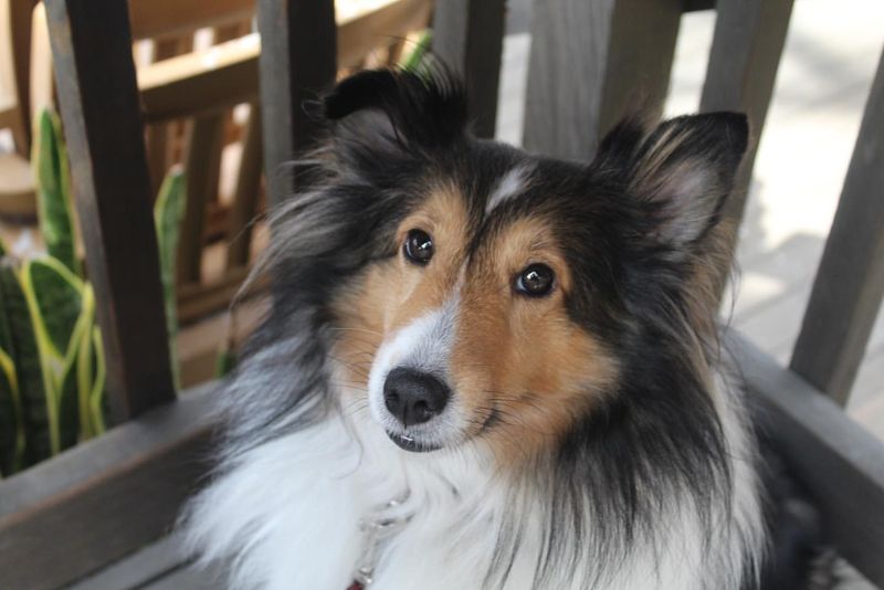 Shetland Sheepdog