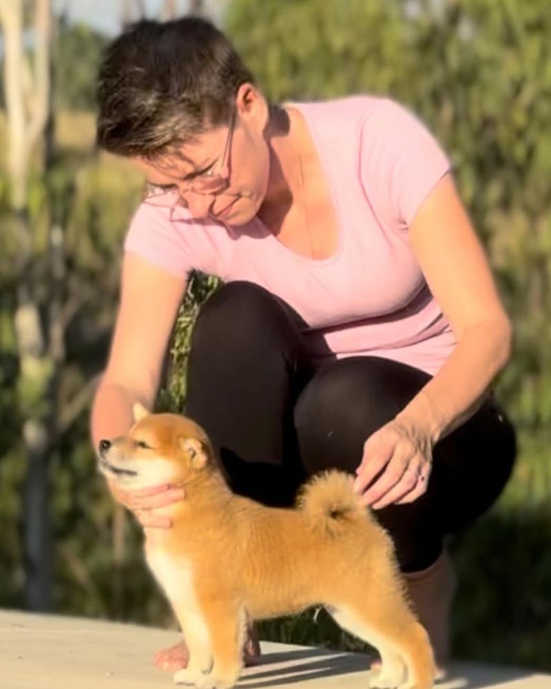 Shiba Inu