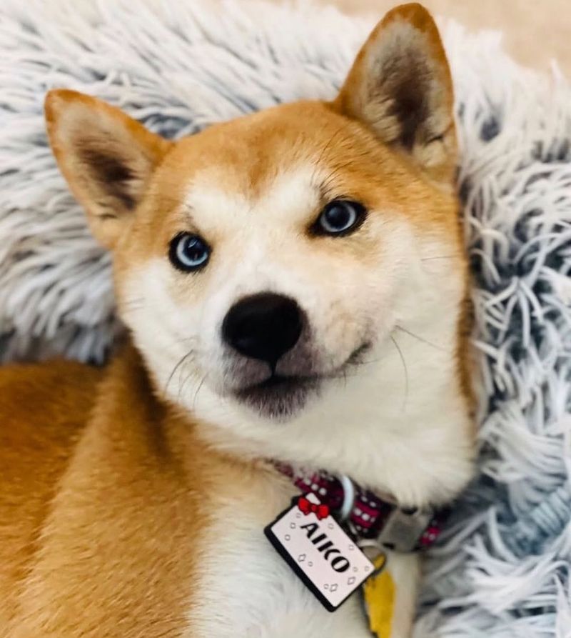 Shiba Inu