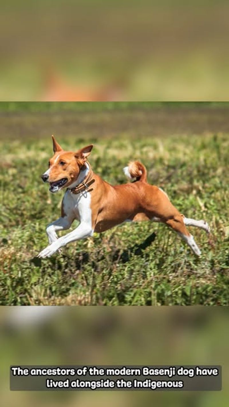 Basenji