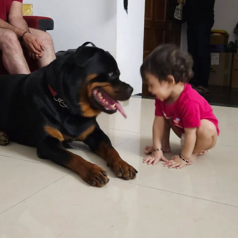 Rottweiler