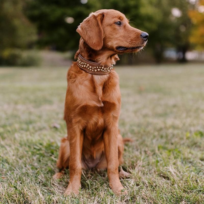 Vizsla