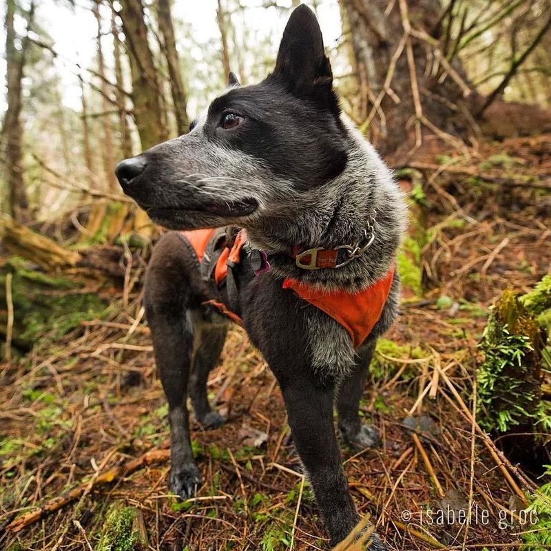 Australian Cattle Dog