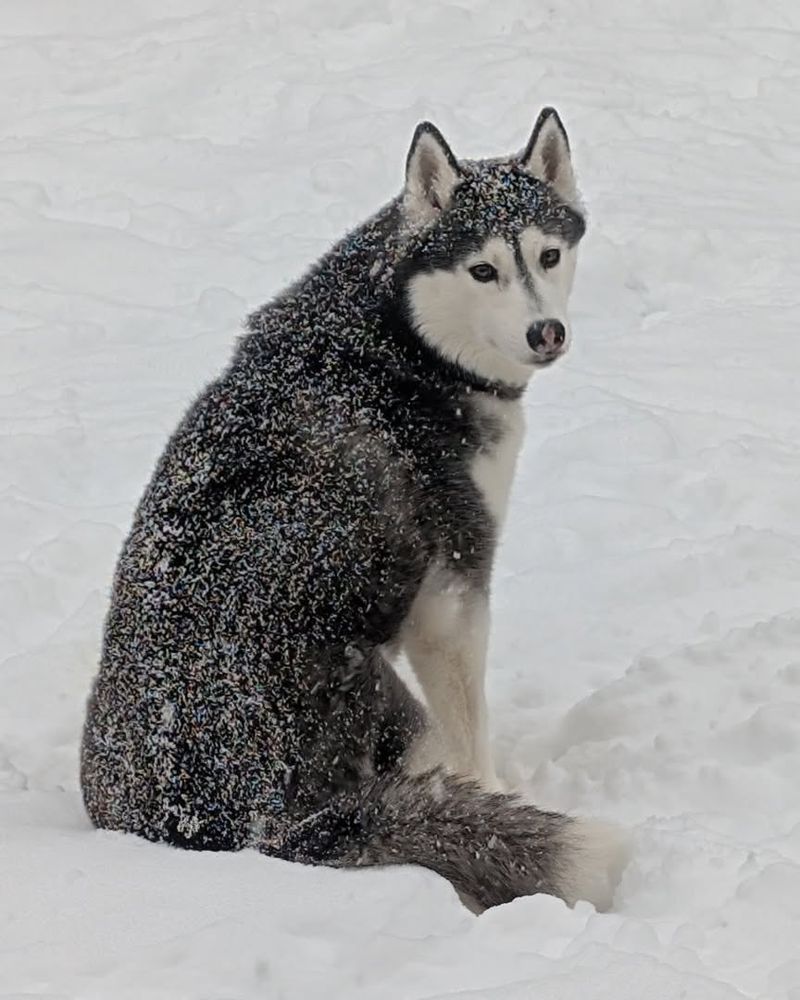 Siberian Husky