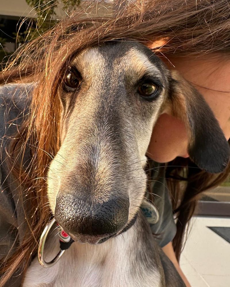 Afghan Hound