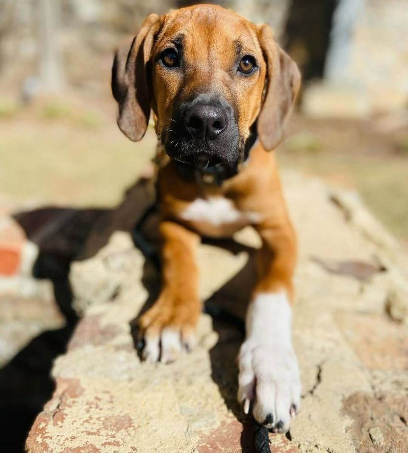 Rhodesian Ridgeback