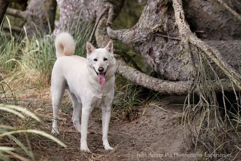 Jindo