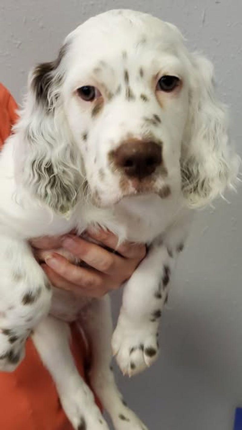 English Setter