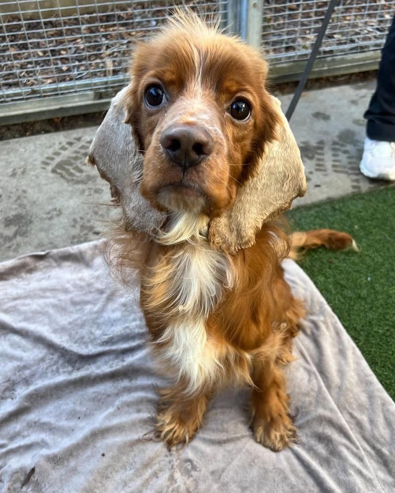 Cocker Spaniel