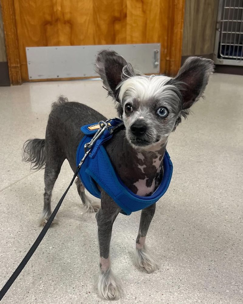 Chinese Crested