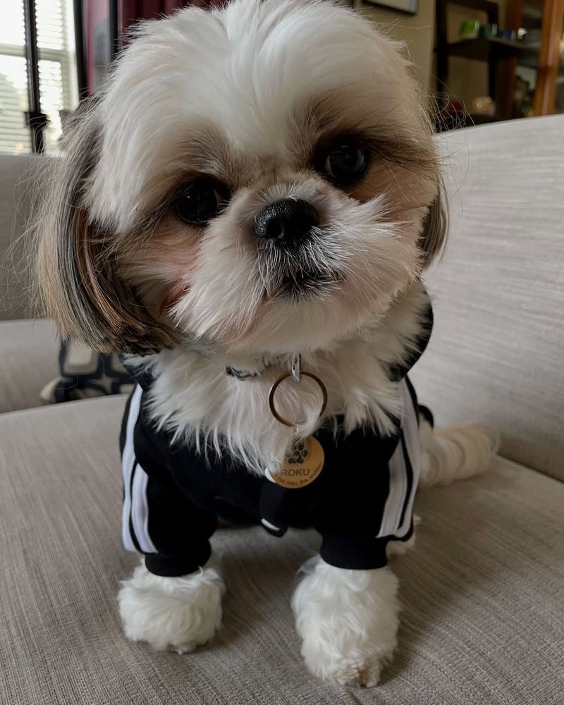 Shih Tzu