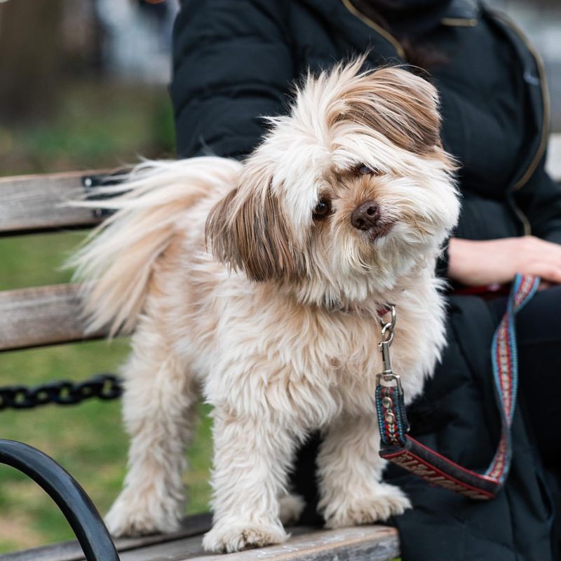 Shih Tzu