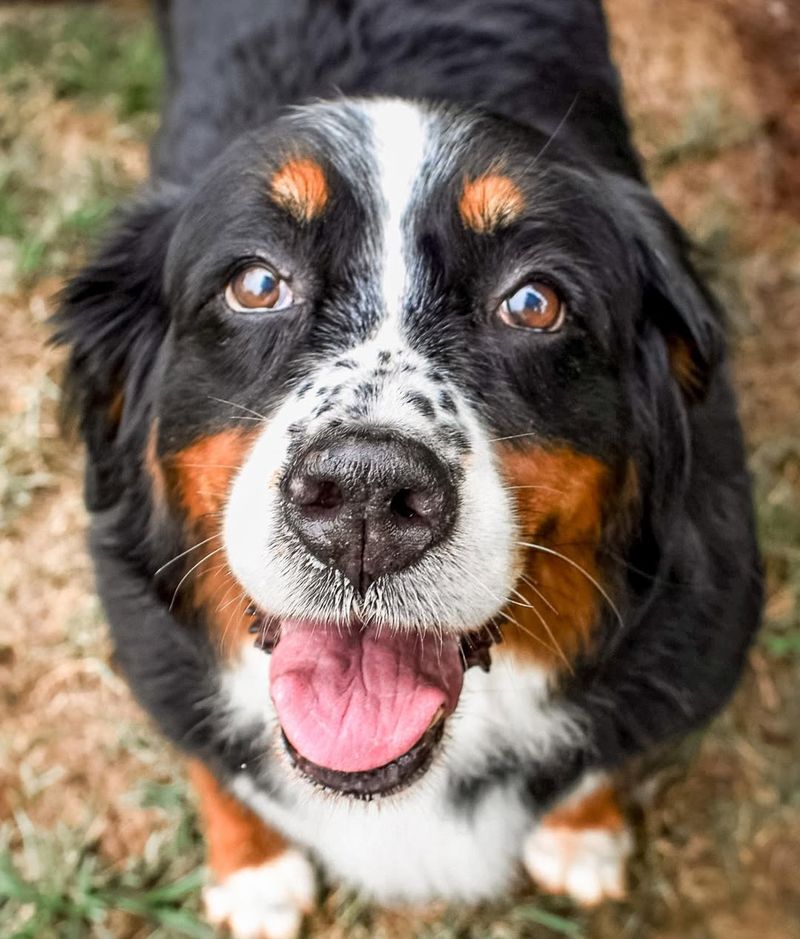 Bernese Mountain Dog